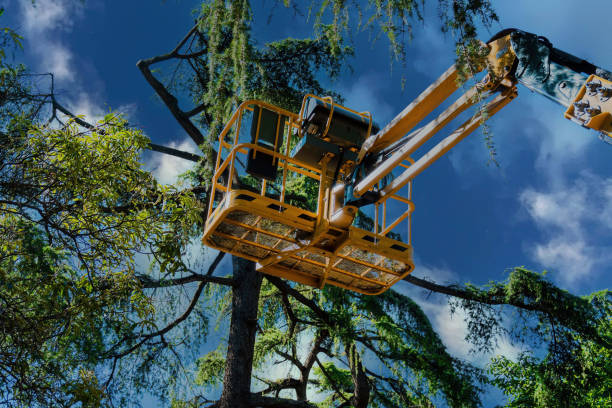 Best Tree Risk Assessment  in Delray Beach, FL