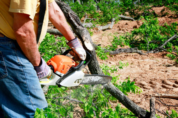 How Our Tree Care Process Works  in Delray Beach, FL